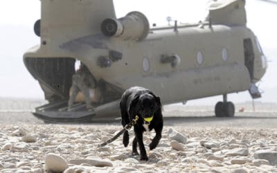 Sarbi the Australian war animal hero in Afghanistan