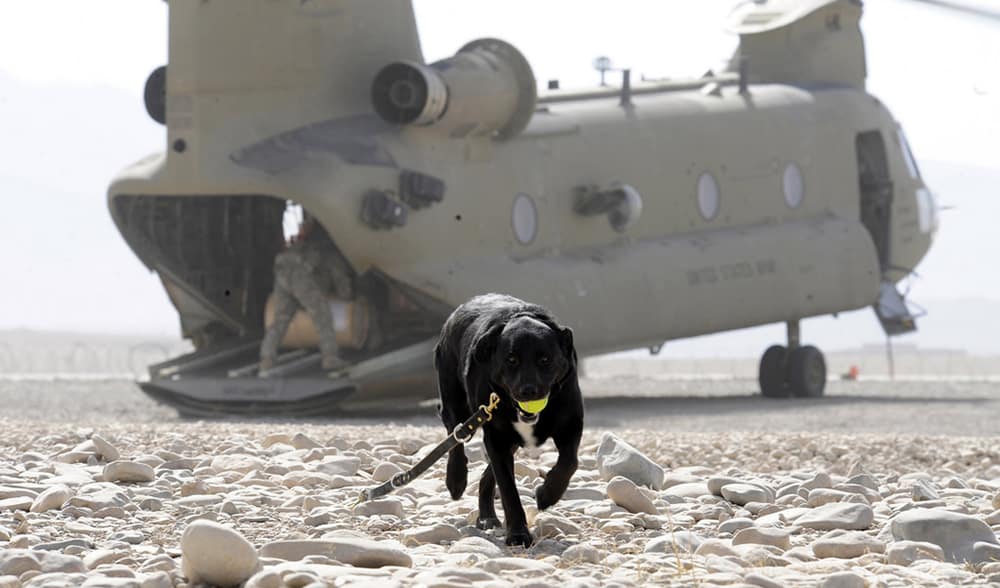 Sarbi the Australian war animal hero in Afghanistan