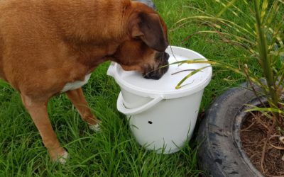 Sensory gardens for pet holiday-makers in Sydney