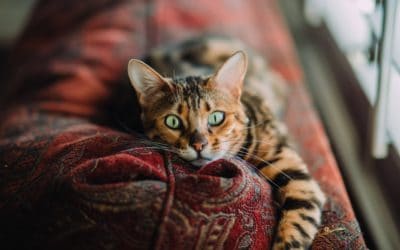 Aussie parents miss their pets whilst on holiday