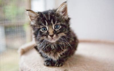 Clicker training for shelter cats increases their adoption rate