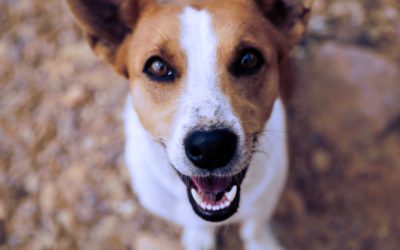 PETstock $1 million in grants for animal welfare groups