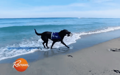 Lila the Labrador protects the planet