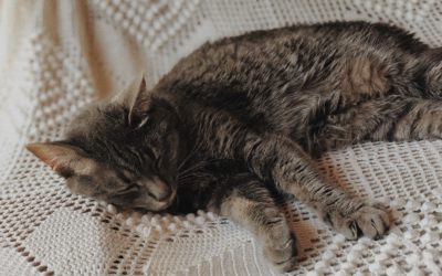 ACT set to recognise animals as sentient beings