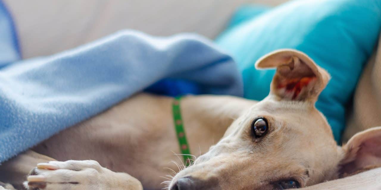 Dental disease in greyhounds is biggest health issue