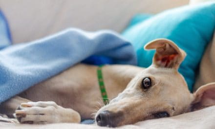 Dental disease in greyhounds is biggest health issue