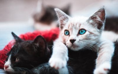 Selling or giving away a cat or dog in NSW?