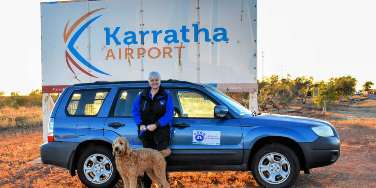 Tango jetsets to his new life Pets4Life Dog Training