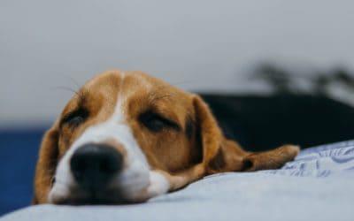 Rat baits fatal for dogs experts warn