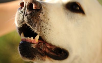 Vets warn against lay practitioners dentistry for pets