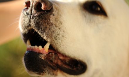 Vets warn against lay practitioners dentistry for pets