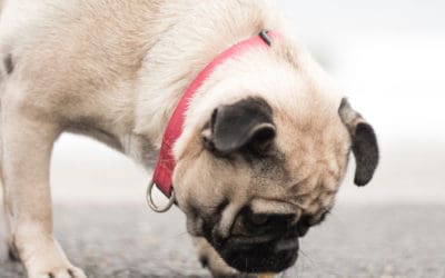 Food your dog can eat