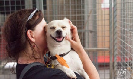 Improving adoptability of fearful shelter dogs