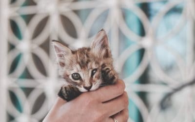 World Animal Day