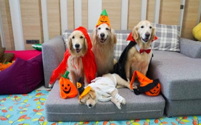 7 tips for Halloween pet safety