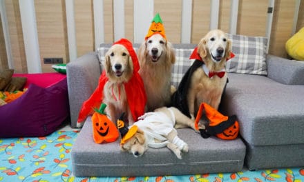 7 tips for Halloween pet safety