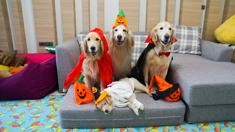 7 tips for Halloween pet safety