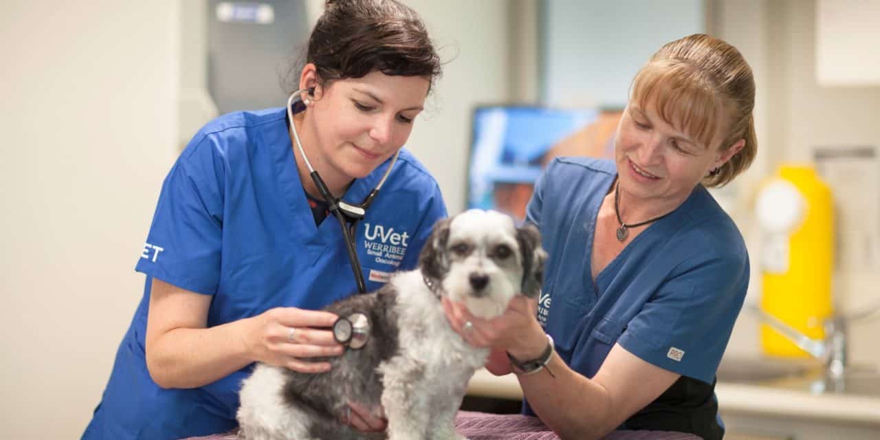Dogs with B cell lymphoma needed for promising drug clinical trial
