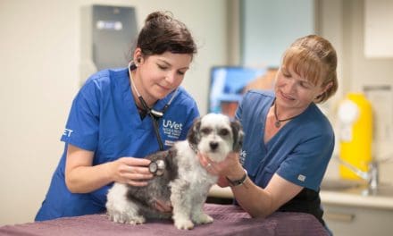 Dogs with B cell lymphoma needed for promising drug clinical trial