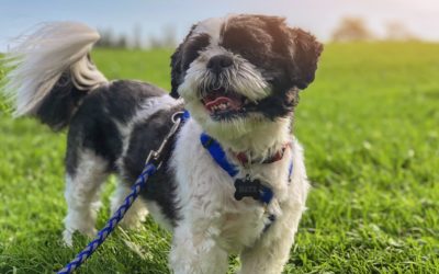 Dog training industry overhaul needed in Australia
