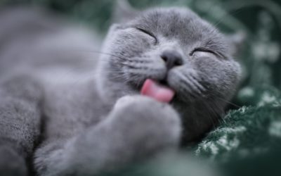 5 rules for pet owners using antimicrobials