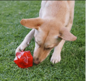 Dog Christmas Gifts Aussie Dog Monster Treat Ball