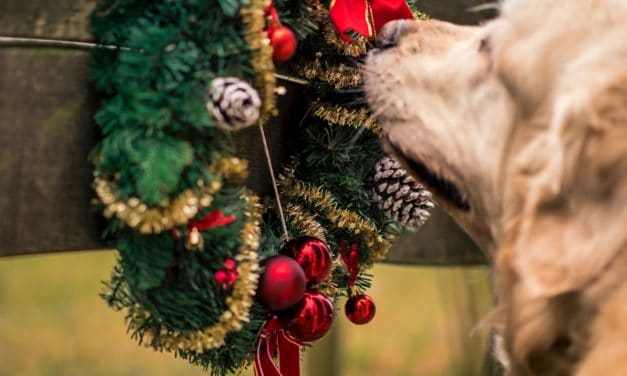 Pets4Life’s picks for Dog Christmas Gifts