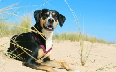 Signs of leptospirosis infection in dogs