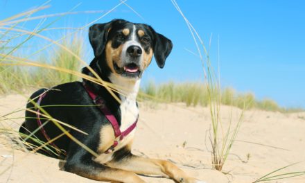 Protect your pets against bush fire smoke and heat stress