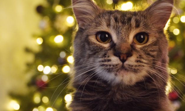 Pets4Life’s picks for Cat Christmas Gifts
