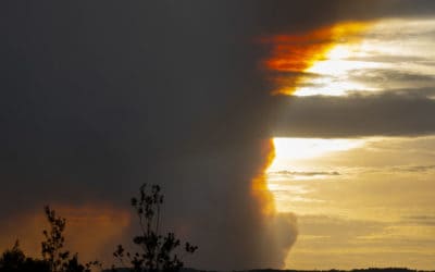 Pet Insurance Australia bushfire support
