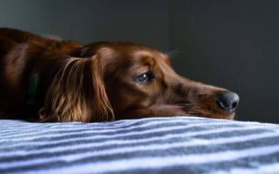 Pets and Coronavirus what to do