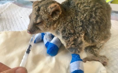 Veterinary volunteers needed for Australian wildlife