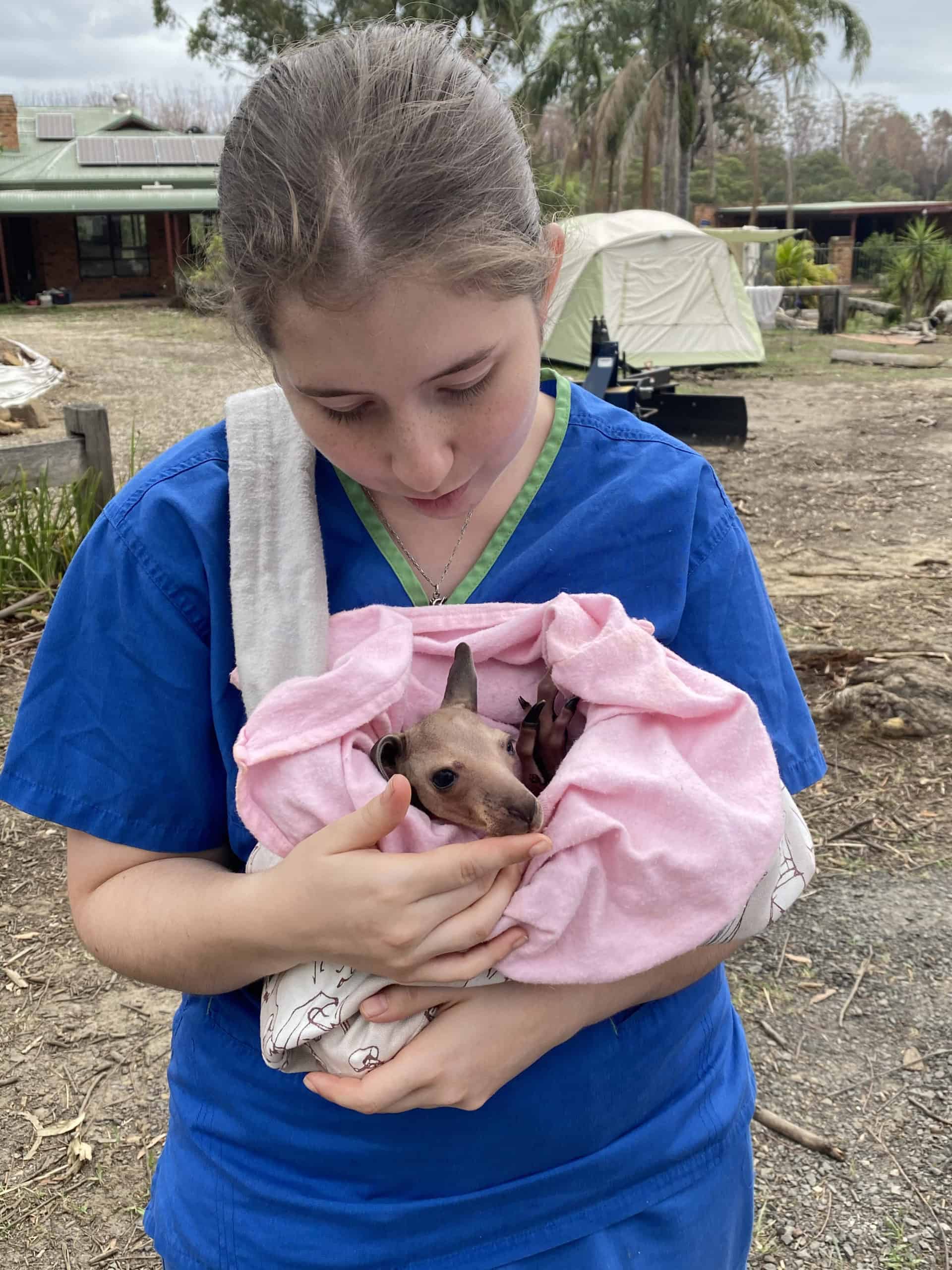 Veterinary volunteers needed for Australian wildlife Pets4Life Dog