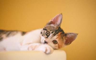 Australian Red Cross online first aid course for cats and dogs