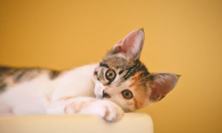 Australian Red Cross online first aid course for cats and dogs