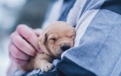 No evidence pets can spread coronavirus say Vets