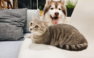 Pets and Coronavirus boredom busters at home
