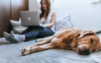 COVID-19 and looking after your pet