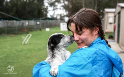 Ways you can volunteer and help your local rescue or animal shelter