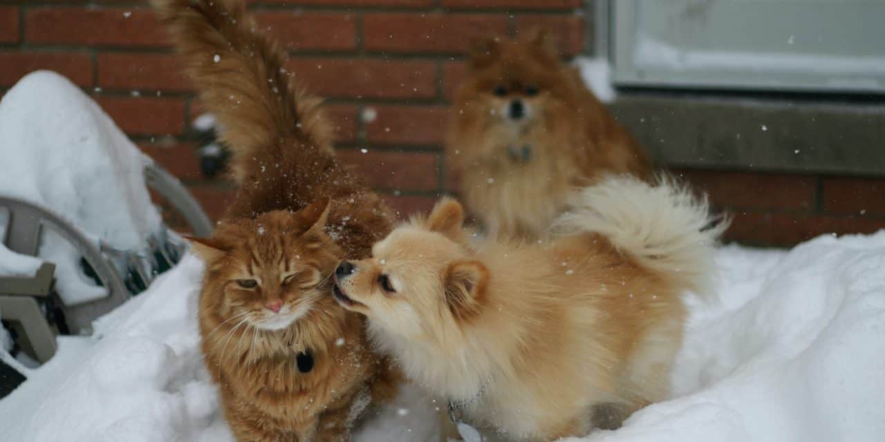 Winter tips for pets