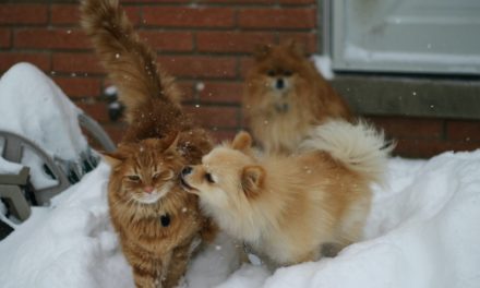 Winter tips for pets