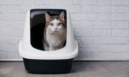 Indoor cats prefer covered over uncovered litter boxes