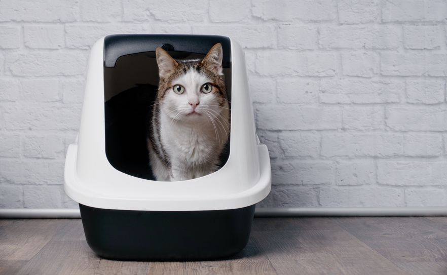 Indoor cats prefer covered over uncovered litter boxes