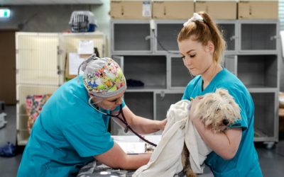 Second Chance Animal Rescue are offering free pet food