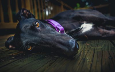 Predatory behaviour in greyhounds