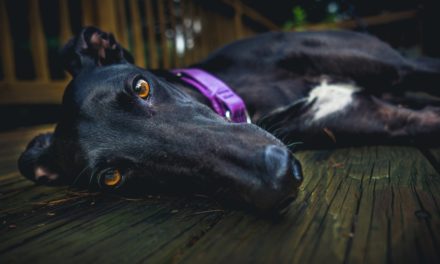 Predatory behaviour in greyhounds