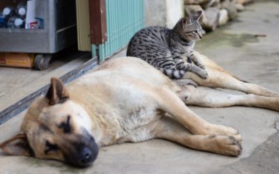 Help is available to animal hoarders
