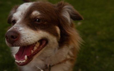 Dental disease common in dogs and cats over the age of three