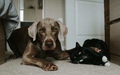 Pet ownership barriers to be broken down